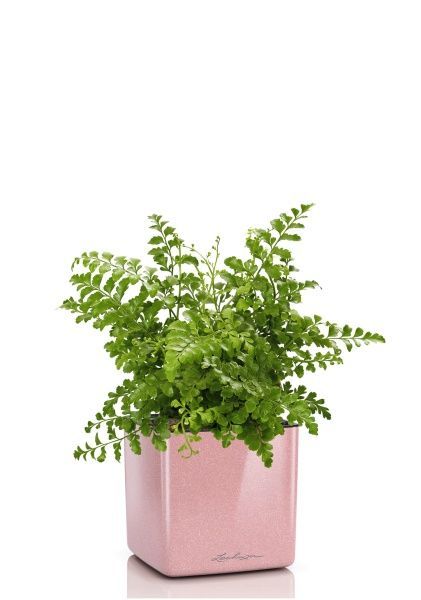 Папоротник Парвати в CUBE GLOSSY KISS 14 Папоротник Парвати в CUBE GLOSSY KISS 14