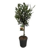 Олива европейская d15 см h55 см