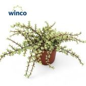 Крассула денежное дерево Афра d17 см h30 см