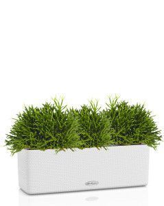 Рипсалис CUBE COLOR TRIPLE 14/25 см Белый Рипсалис CUBE COLOR TRIPLE 14/25 см Белый