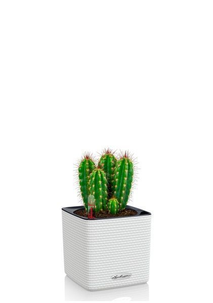 Кактус Неораймондия Герцога 12/20 см в CUBE COLOR 14