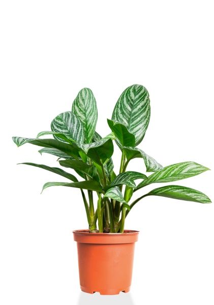 Аглаонема Страйп 17/60 см Аглаонема Страйп 17/60 см