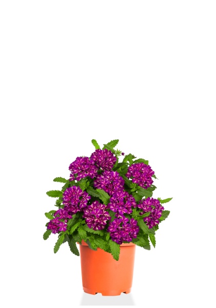 Вербена микс 17/50 см Вербена микс 17/50 см