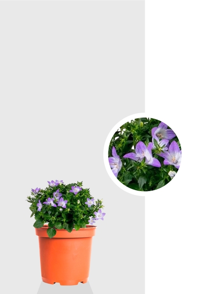 Кампанула Амбелла 12/25 см Кампанула Амбелла 12/25 см