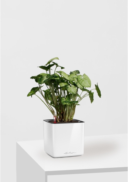 Сингониум Пикси 12/20 см в CUBE GLOSSY 14