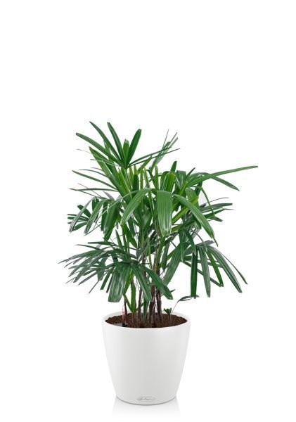 Рапис 21/90 см в CLASSICO COLOR 28