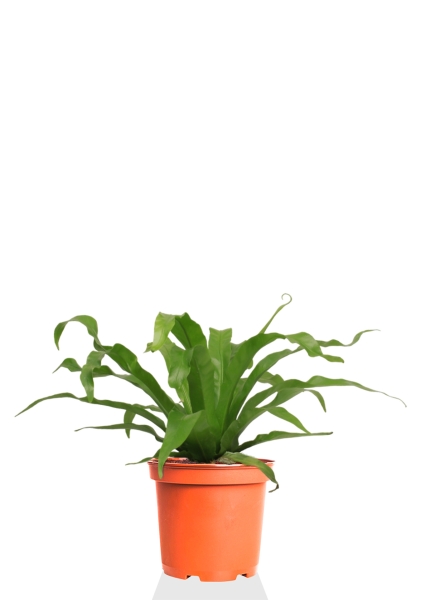 Асплениум Микс 12/25 см