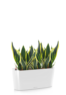 Сансевиерия Лауренти в DELTA 20, Белый блестящий 