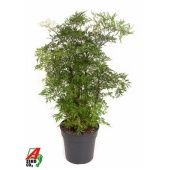 Полисциас Ming Branched d19 см h70 см Полисциас Ming Branched d19 см h70 см