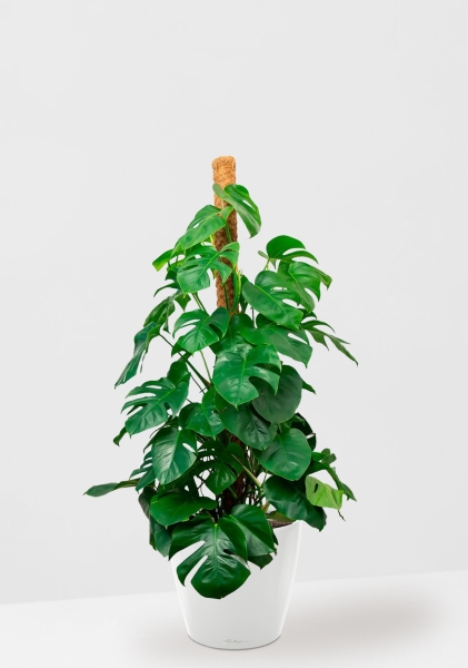 Монстера на опоре 27/150 см в CLASSICO LS 35