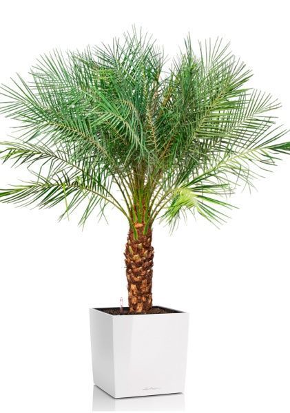 Финиковая пальма Робилини в CUBE 50