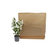 Дендробиум Nobile Apollon 2 ствола белый d12 см h45 см тип 2