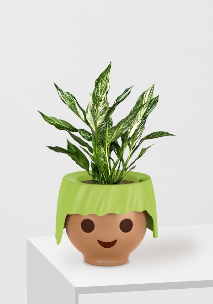 Спатифиллум вариегатный (без соцветий) 12/40 см в OJO