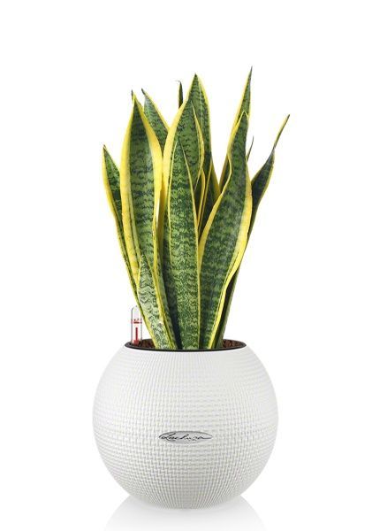 Сансевиерия Лауренти в PURO 20