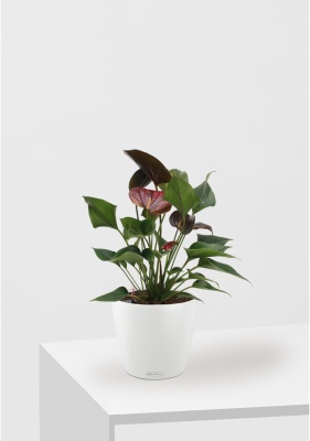 Антуриум Андре шоколадный 12/40 см в CLASSICO COLOR 18 Антуриум Андре шоколадный 12/40 см в CLASSICO COLOR 18