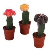 Гимнокалициум микс Grafted d5.5 см h15 см