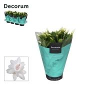 Шлюмбергера (декабрист) White (decorum) d13 см h27.5 см