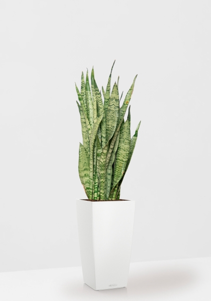 Сансевиерия Зейланика 21/70 см в CUBICO COLOR 30