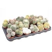 Кактусы микс d8.5 см h10 см тип 1