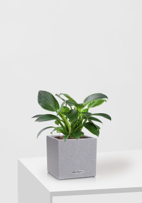 Филодендрон Биркин 12/30 см в CANTO STONE 14, серый камень Филодендрон Биркин 12/30 см в CANTO STONE 14, серый камень