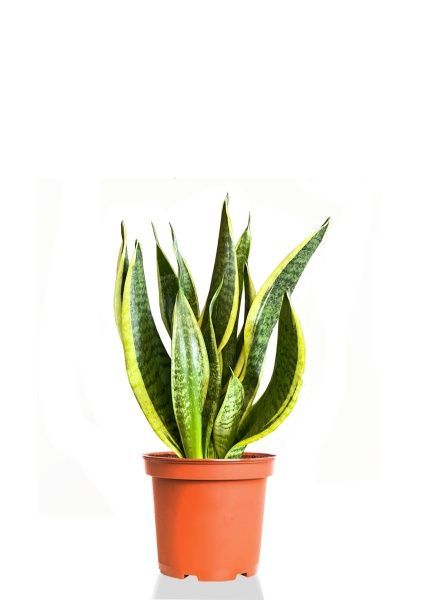 Сансевиерия Футура Суперба 12/30 см