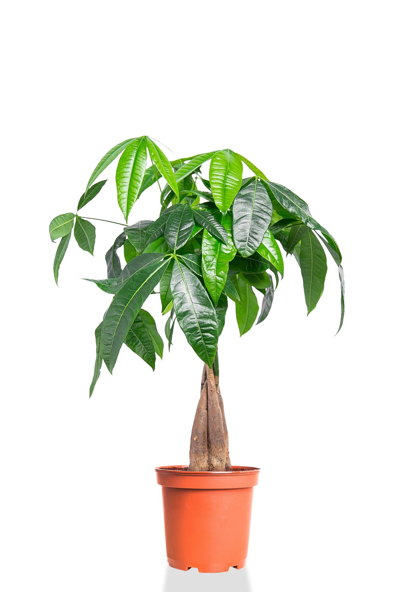 Пахира Акватика косичка 12/40 см