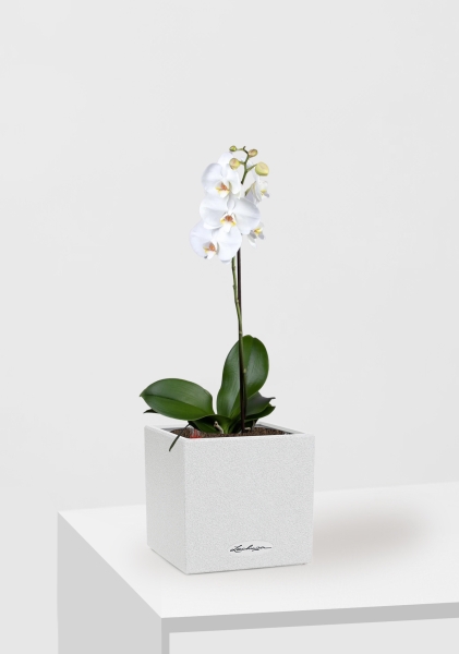 Орхидея Фаленопсис Софт Клауд 12/40 см в CANTO STONE 14 Орхидея Фаленопсис Софт Клауд 12/40 см в CANTO STONE 14