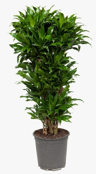 Драцена Компакта бранч 34/150 см