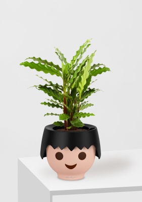 Калатея Руфибарба 12/50 см в OJO, черный