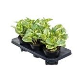 Пеперомия Obtusifolia Golden Gate d14 см h25 см