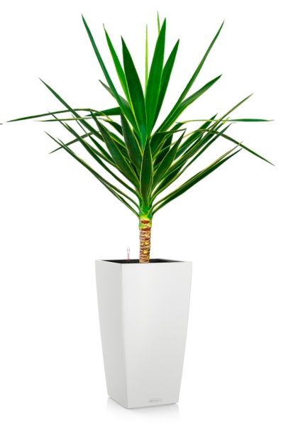 Юкка Пак в CUBICO COLOR 30