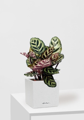 Калатея Макояна 12/35 см в CANTO STONE 14, песочный белый