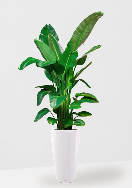 Стрелиция Николай 30/180 см в RONDO 40