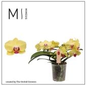 Фаленопсис 2 ствола Muse Yellow 25+ (orchid Growers) d12 см h35 см Фаленопсис 2 ствола Muse Yellow 25+ (orchid Growers) d12 см h35 см
