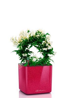 Жасмин на опоре 12/35 см в CUBE GLOSSY KISS 14, вишнево-розовый блестящий