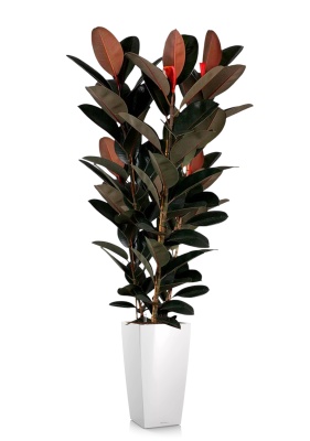 Фикус Эластика Абиджан 3 ствола 40/200 см в CUBICO 50