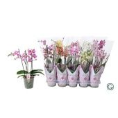 Фаленопсис Multi 3st Mix 30+ (g-style) d12 см h38 см Фаленопсис Multi 3st Mix 30+ (g-style) d12 см h38 см