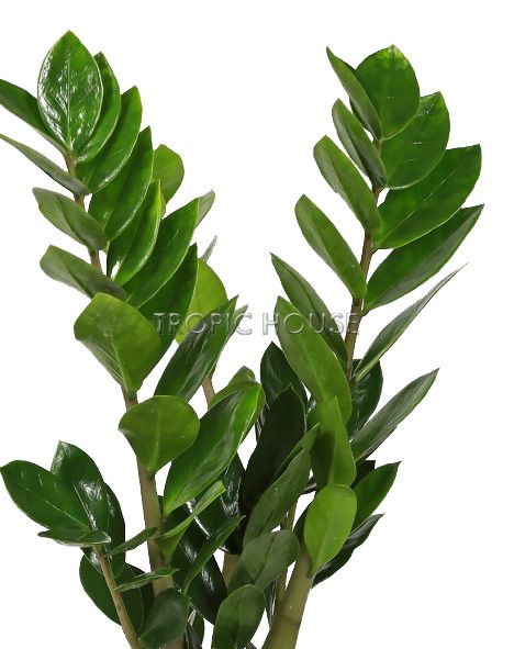 Замиокулькас в DELTA 20