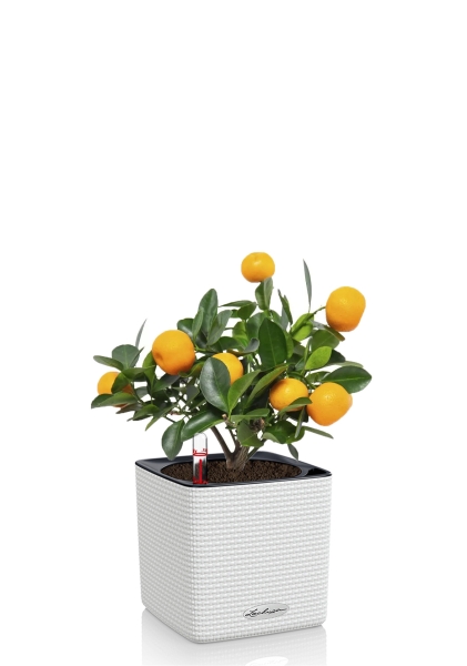 Цитрус Каламондин 12/30 см в CUBE Color 14 Цитрус Каламондин 12/30 см в CUBE Color 14