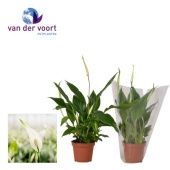 Спатифиллум Шопен 3+ цветов d9 см h30 см тип 1