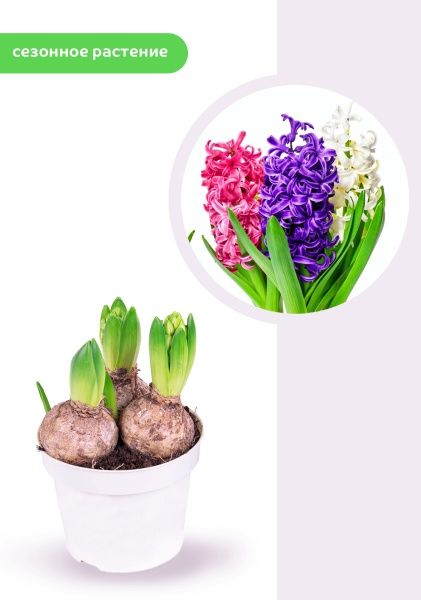 Гиацинт цветной микс 12 см, 3 луковицы