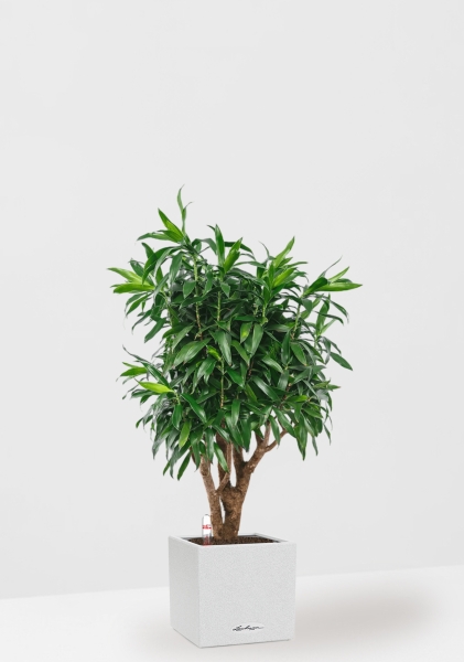 Драцена Песнь Ямайке 27/90 см в CANTO STONE LOW 30