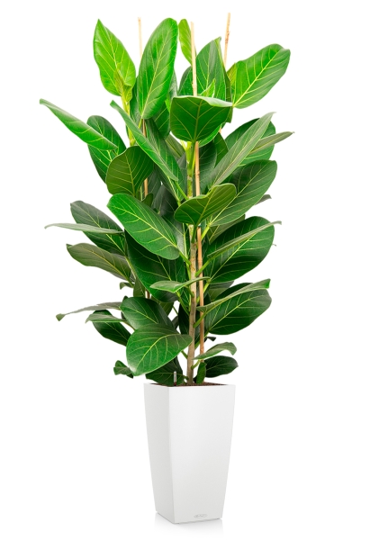 Фикус Бенгальский Андрей 3 ствола 27/120 см в CUBICO COLOR 30