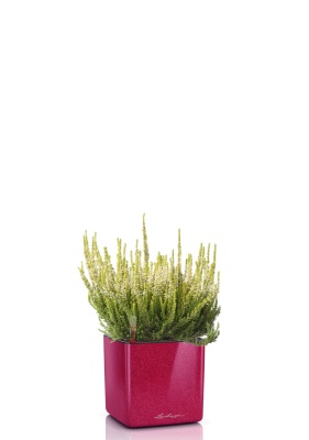 Вереск (Эрика) белый в CUBE GLOSSY KISS 14