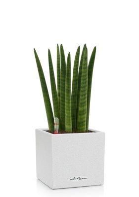 Сансевиерия Цилиндрика Спагетти 12/40 см в CANTO STONE 14, песочный белый Сансевиерия Цилиндрика Спагетти 12/40 см в CANTO STONE 14, песочный белый