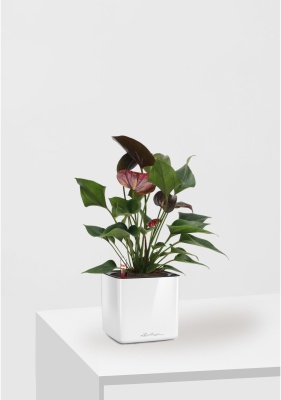 Антуриум Андре шоколадный 12/40 см в CUBE GLOSSY 14 Антуриум Андре шоколадный 12/40 см в CUBE GLOSSY 14