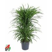 Драцена Анита вариегатная карусель d21 см h90 см