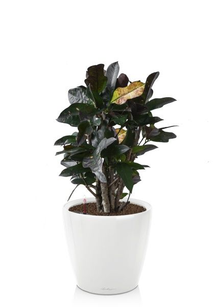 Кротон Вилма в CLASSICO LS 21