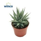 Хавортия маргаритифера d12 см h18 см