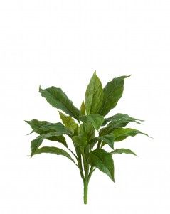 Спатифиллум куст Мидл зелёный